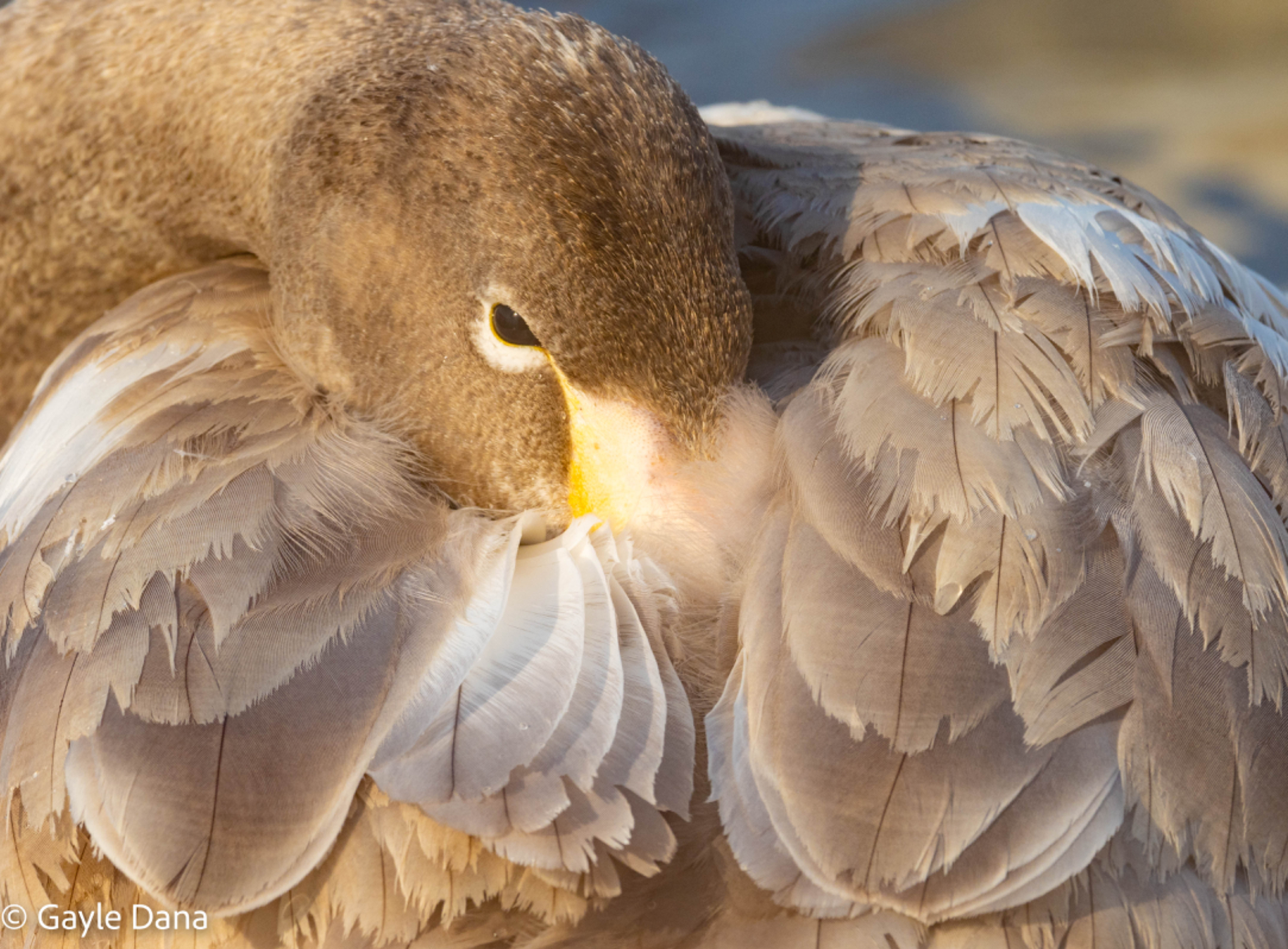 Juvenile Whooper  Swan portrait